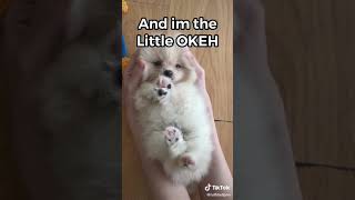 The Okeh Puppy Tiktok Dog Trend