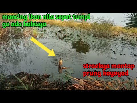 MANCING IKAN NILA... RAWA TUMPI IKAN DI SINI GA ADA HABIS NYA