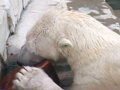 東山動物園　北極熊