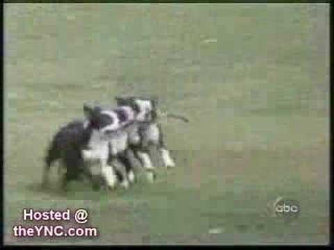 Video GAG CHIENS