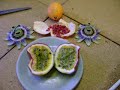 Passion Fruit Planting Shop Bought Imported Fruit seeds