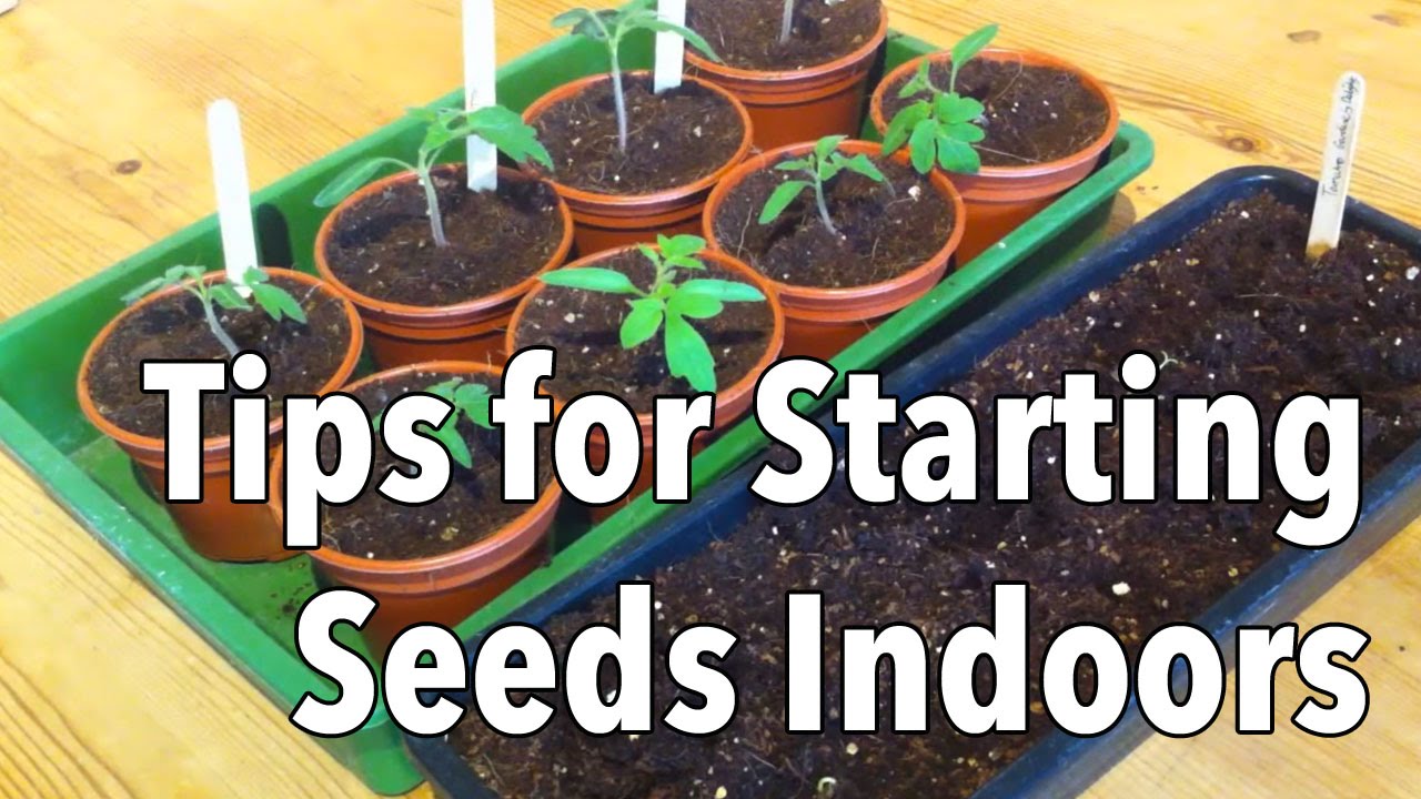 Top Tips for Starting Seeds Indoors - YouTube