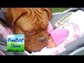 Badass Dog Saves Baby and Porn Star Seeks Revenge
