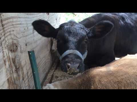 Cow, goats and sheep at the trough