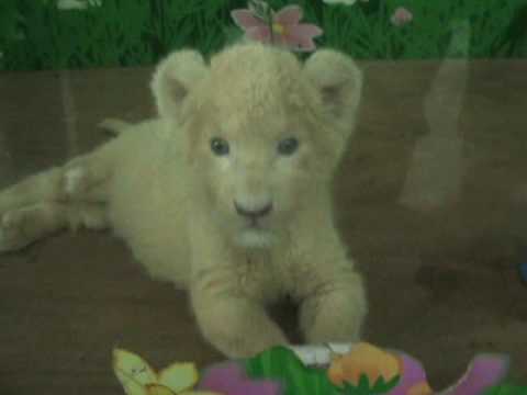 White Lion Cubs Cute. Cute+white+lion+cubs white