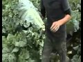 ピカイチ野菜くんの無農薬栽培ケール100パーセント青汁