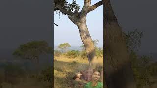 Leopard Hunts Deer & Drags Prey Up A Tree Incredible Wildlife Moment