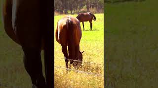Why Is The Horses Belly So Round? Because Horses Keep Eating Every Day