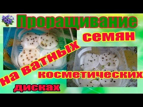 Что такое мимоза цветок или дерево Что такое мимоза цветок или дерево