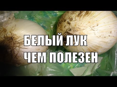 Белый лук – сорта, выращивание, посадка и уход