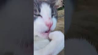 Meowie Is Back