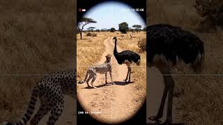 Ostrich Vs Cheetah Who Will Win This Chase?