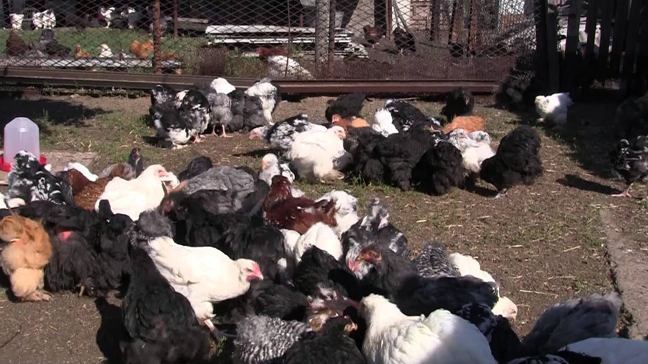 Выращивание кур брама в домашних условиях 69