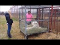 Levi the Tiger's Follow-Up Appointment Levi the Tiger's Follow-Up Appointment