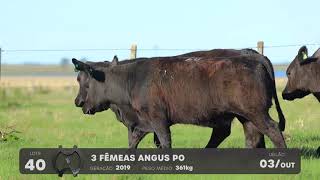 LOTE 40 - VENTRES ANGUS - LEILÃO SÃO BIBIANO 2021