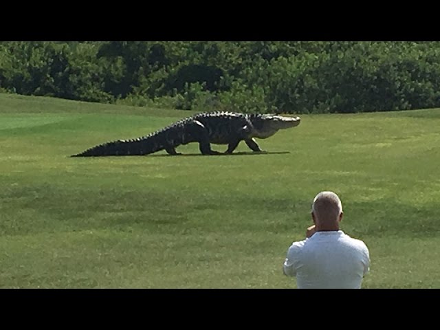 Giant Gator Walks Across Florida Golf Course - Video