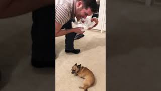 Chihuahua meets newborn