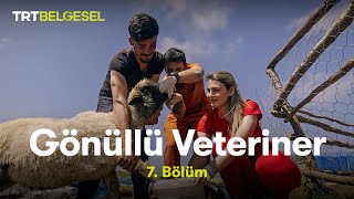Gönüllü Veteriner 7. Bölüm Trt Belgesel