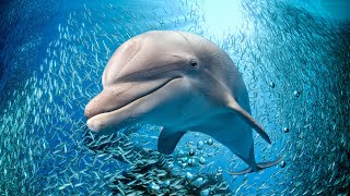 Успокаивающая музыка для нервов 🐬 Лечебная музыка для сердца и сосудов, релаксация