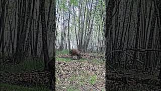 Dance Of A Male Red Deer During Mating Season