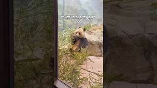 Welcome Dcs New Residents The Pandas Make Their Public Debut At Smithsonians National Zoo.