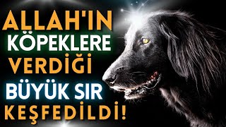 Allahin Köpeklere Verdi̇ği̇ Büyük Sir Keşfedi̇ldi̇