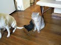 BIRD FEEDS CAT & DOG -