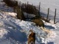 zagari malushit me derrin e eger