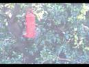 Birds feeding in my Garden