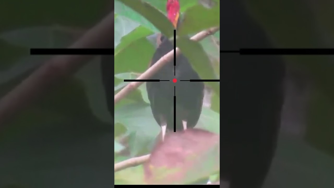 FORESTROOK HUNTING AT MANY POINT MAINSTANDING SPOT #2 FORESTROOK HUNTING AT MANY POINT MAINSTANDING SPOT #2