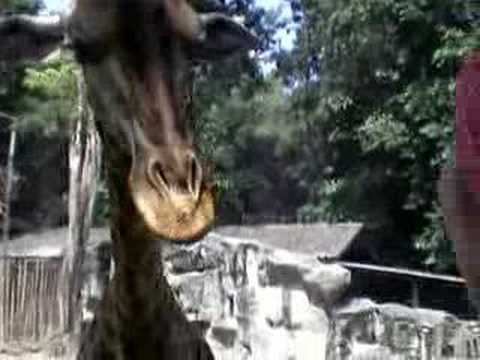 In Chingmai Zoo  ----feeding a giraffe----