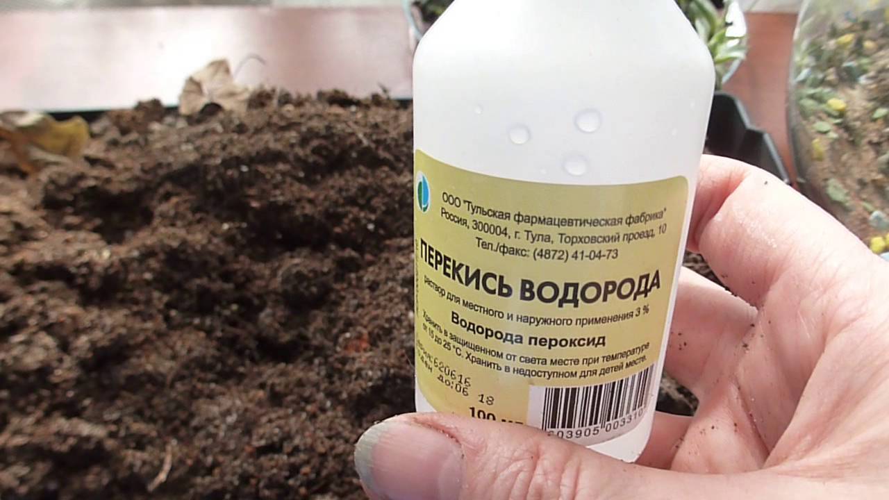 Чем обработать землю для рассады 820
