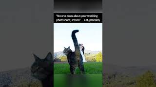 Nice Kittys