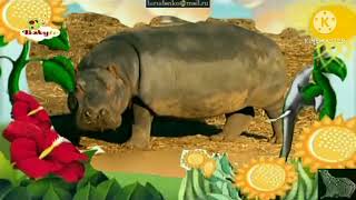 The Amazing World 2006 Hippopotamus