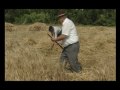 Két percnyi videó a búzáról és az aratásról