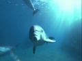 Dolphins ~ Meditation Music Dolphins ~ Meditation Music