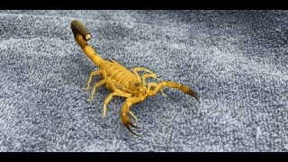 Scorpion Scorpiones A Venomous Creepy Dangerous Creature In The World