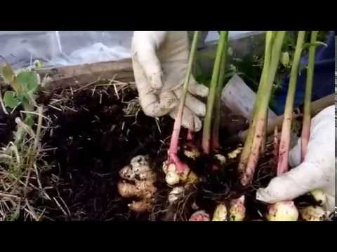 Выращивания имбиря в теплице – мои советы и отзывы (Челябинская область)