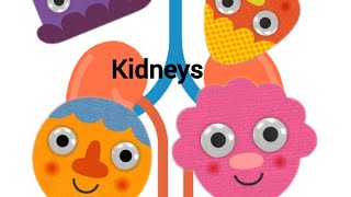 Kidneys Noodle & Pals Songs For Children