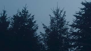 Music of the North Woods - Robert K. Mueller and Bradley A. Bombardier