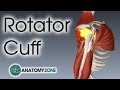 Rotator Cuff | 3D Anatomy Tutorial