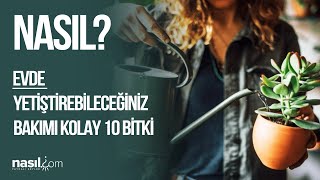 Nasil? Evde Yetiştirebileceğiniz Bakımı Kolay 10 Bitki