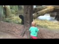 Young gorilla and toddler play peek-a-boo at the Columbus Zoo