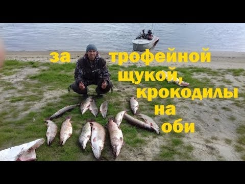 ловля судака на оби с лодки ловля судака на оби с лодки