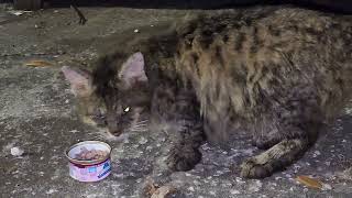 Stray Cat That Could Use Some Help