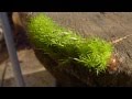 Gata Peluda Verde