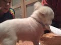 My chiwawa puppy ***** 8 weeks very cute! must see************