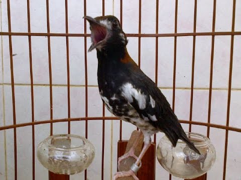 VIDEO : suara burung anis kembang gacor ngerol - durasi panjang untuk masteran dan pancingan - suara burungsuara burunganis kembanggacor ngerol - durasi panjang untuk masteran dan pancingan. ...