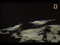 Bizarre Blind Cave Creatures