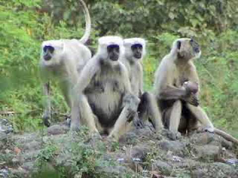 Langoor Vs Monkey